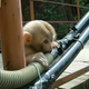 Image for article titled Monkeys Can't Stop Eating India's Delicious Fiber Optic Cables